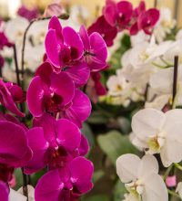 orquídeas-plantiagro